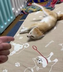 「それ今だ！…って早かったかな？」演技練習中のフェネックに「修業は厳しいね⁉」の声