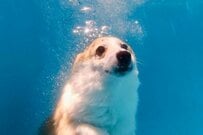 【完全にアザラシ】水中で撮影したコーギーに目を疑う　特殊なフォルムが話題に
