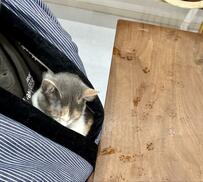 【話題】服に潜り込む猫ちゃんの表情にキュン　よく見ると机の上には肉球スタンプ、「ゆるす〜！！」の声