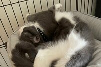 Twitterで話題の【寝相のクセが強いニャンコ】大胆に体をツイストしてくつろぐ姿に「癒される」