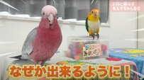 【芸を覚えた姉インコ】「姉のプライド」妹インコに触発されてすごい芸ができるようになったインコに拍手喝采！