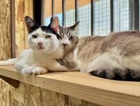 兄妹猫が仲良しでホッコリ　くっついて離れない兄猫に妹猫は？　2匹の可愛さにXユーザー大絶賛の1万いいね