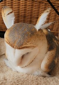 【大変身】新種のミミズクさんごっこ？！耳みたいな飾り羽をつけてみたフクロウさんがかわいい！と話題