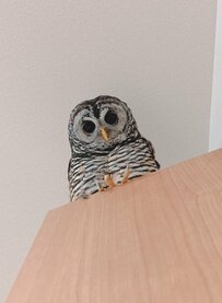 【思わぬ場所にフクロウ】頭上からひょっこり！クローゼット上から見下ろす姿が話題に