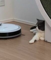 ロボット掃除機を軽くいなす猫　兄弟のような光景に2万3000いいね