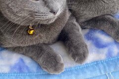 草むらから保護された兄弟猫　冬毛でモフモフになった姿に和む