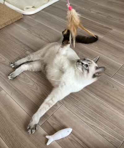 白い毛色のシャムミックス