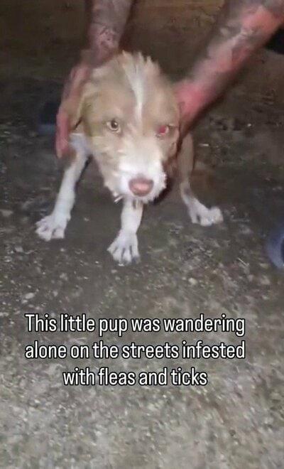 夜の路上で人の手に支えられて立つ、保護当時の子犬