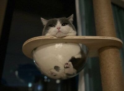 みっちり収まった様子は尊すぎる