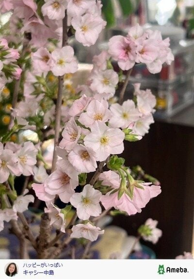 キャシー中島の公式ブログ投稿