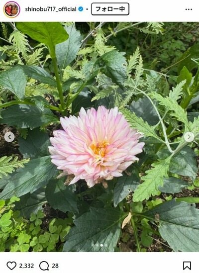 大竹しのぶのInstagram投稿