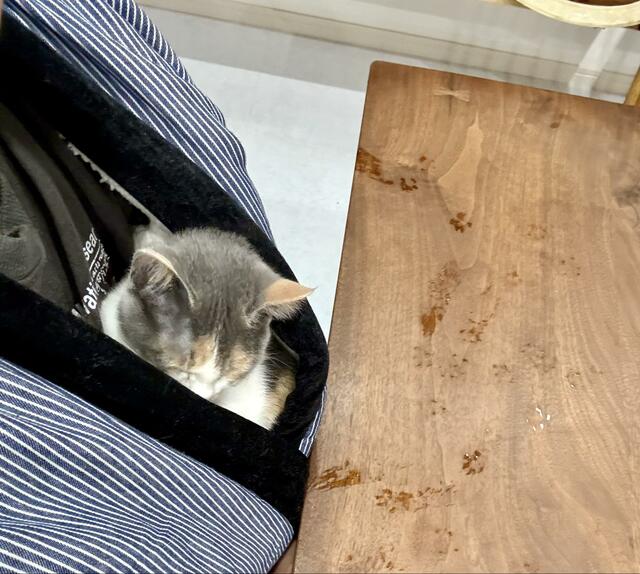 【話題】服に潜り込む猫ちゃんの表情にキュン　よく見ると机の上には肉球スタンプ、「ゆるす〜！！」の声