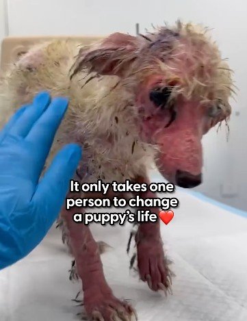 ひどいネグレクトを受けていた生後3か月の子犬を保護→悲惨な状態から心身ともに『生まれ変わった』姿に感動「美しい変身！」「チャンスをありがとう！」