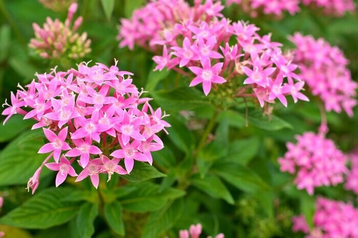 小さい星型のお花がかわいらしいペンタス