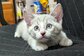 真っ白だった子猫の「約2年半後の姿」に思わず目を疑う　まさかの変化に「同じ猫ちゃん？」