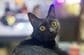 「覗き方のクセがすごい」　下から首をかしげて見つめる黒猫の独特なポーズに笑ってしまう