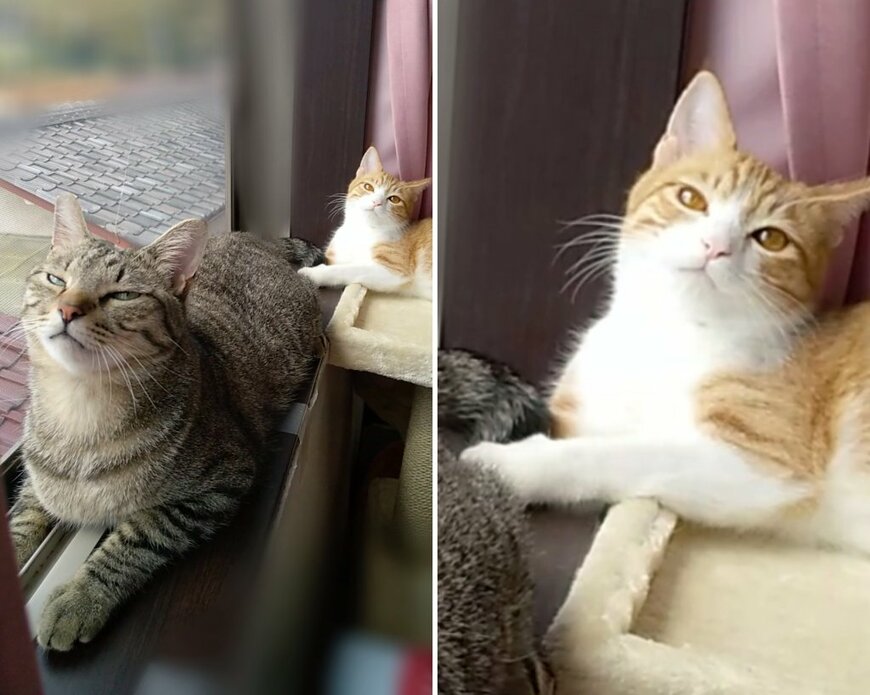 出所：@mero627puri914