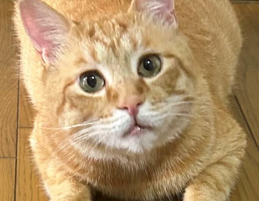 出所：@Beercat_Ana_Dar