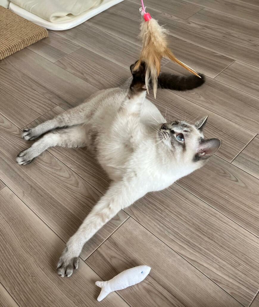 出所：@_roro_cat_