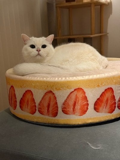 出所：@momosuikitty