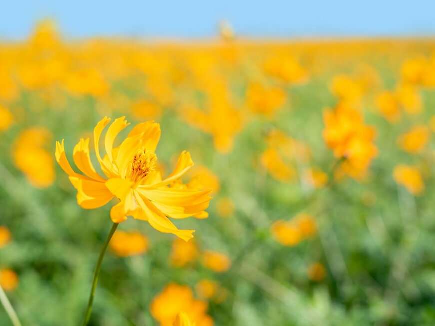 kaorinne/istockphoto.com 