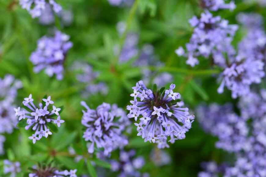 magicflute002/istockphoto.com