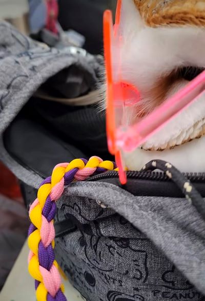 出所：@miki4wan108