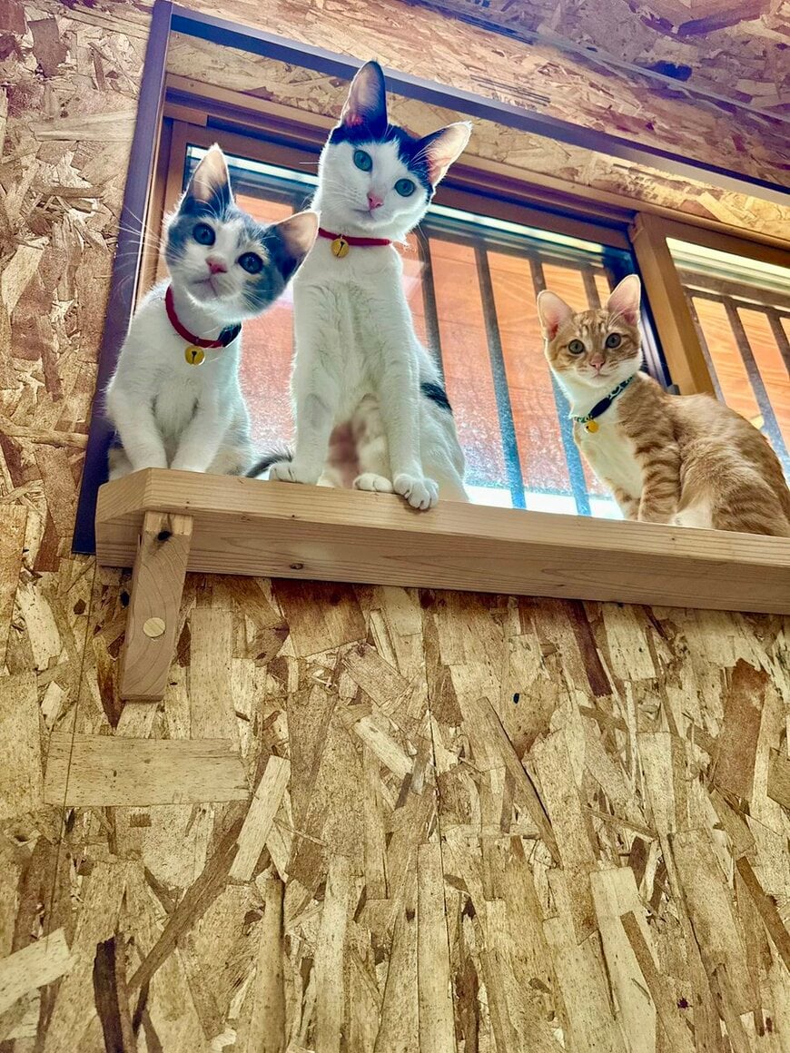 出所：@omochi_nam01