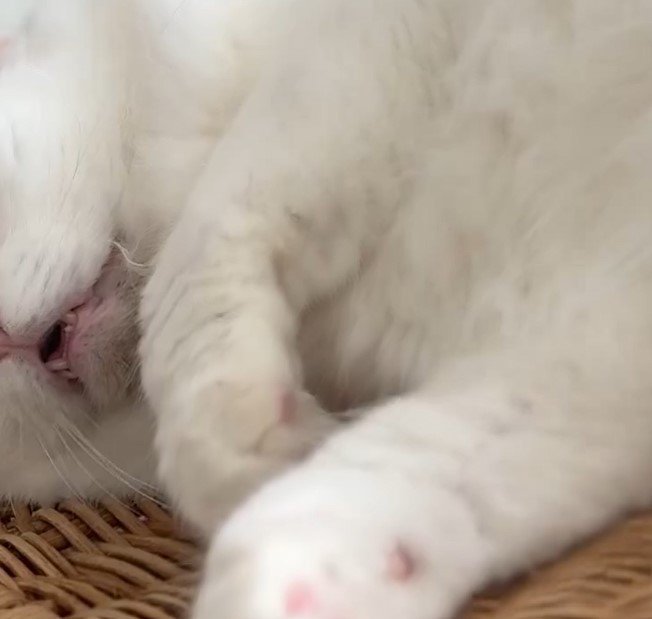 出所：@meltube_cat