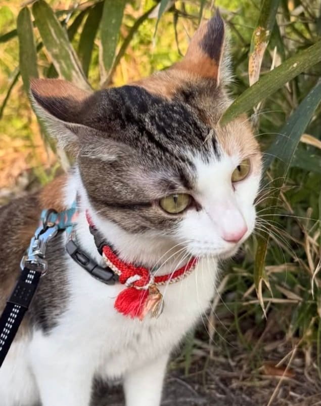 「道草を食う」を文字通り体現する美猫→その姿に「表情から溢れるウキウキ感」と反響