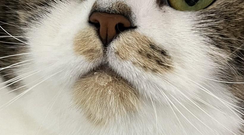 出所：@torotolo106106