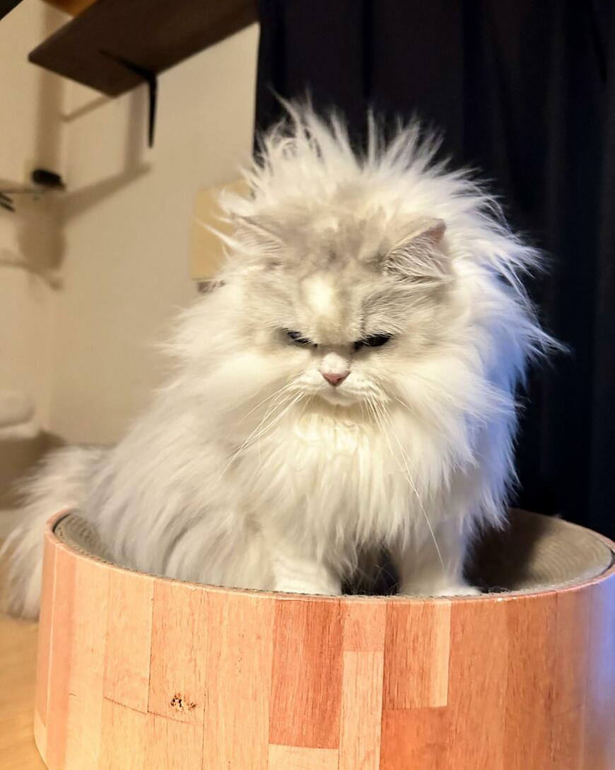 出所：@NEKOLAND13