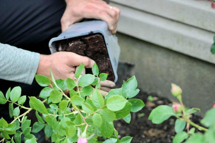 Jaclyn Vernace/shutterstock.com