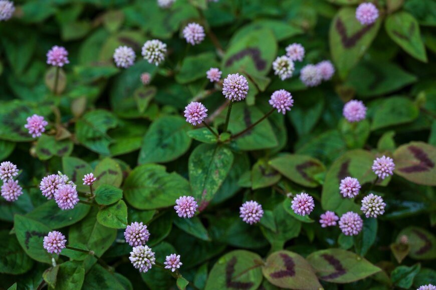 teddiviscious/Shutterstock.com