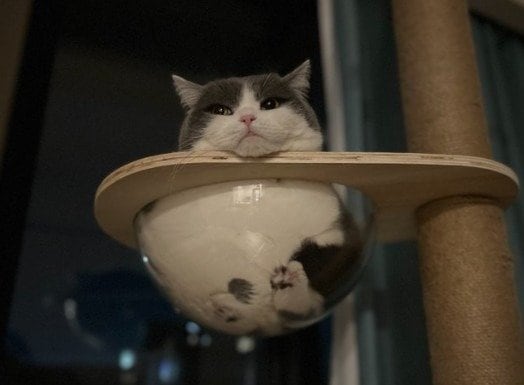 出所：@brimochi222