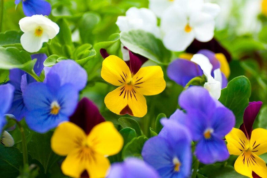 Yury Smelov/shutterstock.com