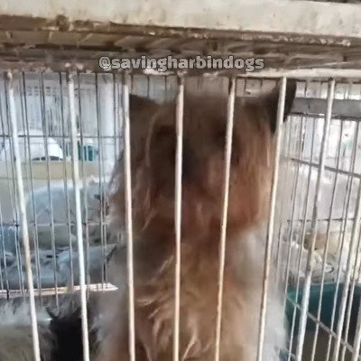 「劣悪な環境にいた犬」保護されて毎日が一変！冒険に満ちた幸せな生活を送る姿に感動