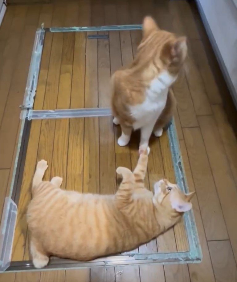 出所：@Beercat_Ana_Dar