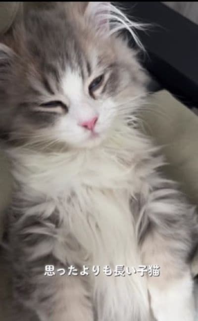 出所：@rurudiary_