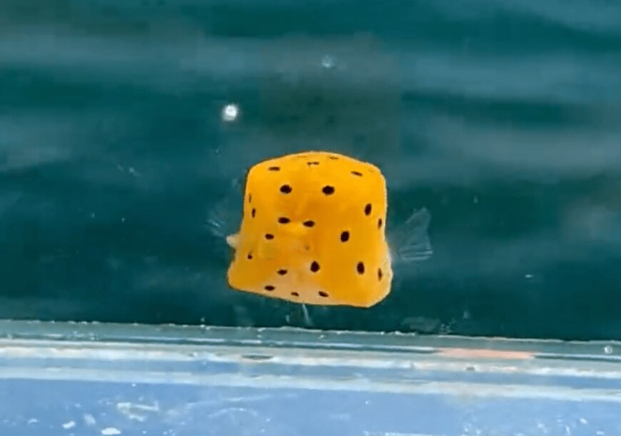 出所：@K_theHermit