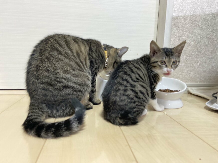 保護猫2匹の後ろ姿を見た飼い主さん　思い浮かんだ「心配事」に思わず共感！