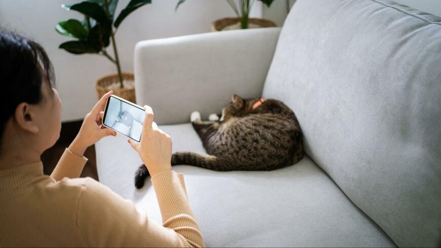 【5万超いいね】くつろぐ猫を撮ろうとした結果→予想外の“お邪魔虫”に「圧がすごい」の声