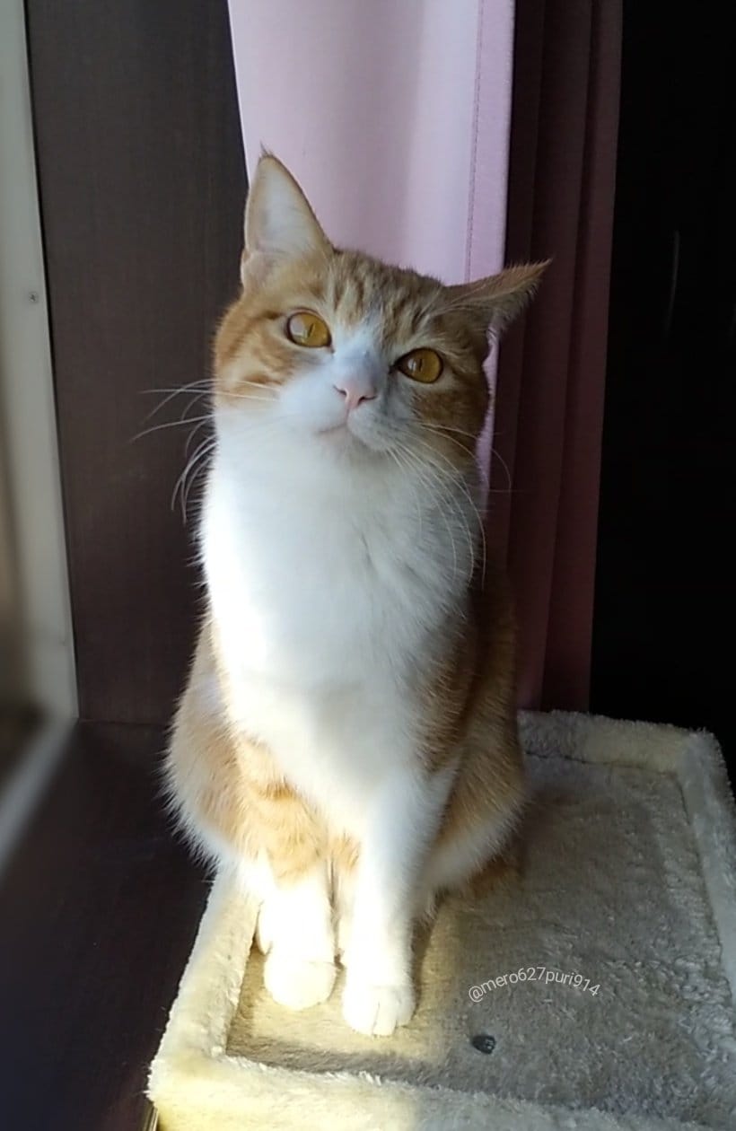 出所：@mero627puri914