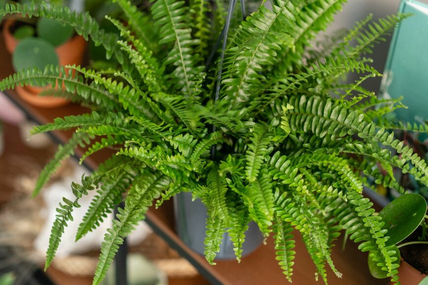 Malkovstock/istockphoto.com