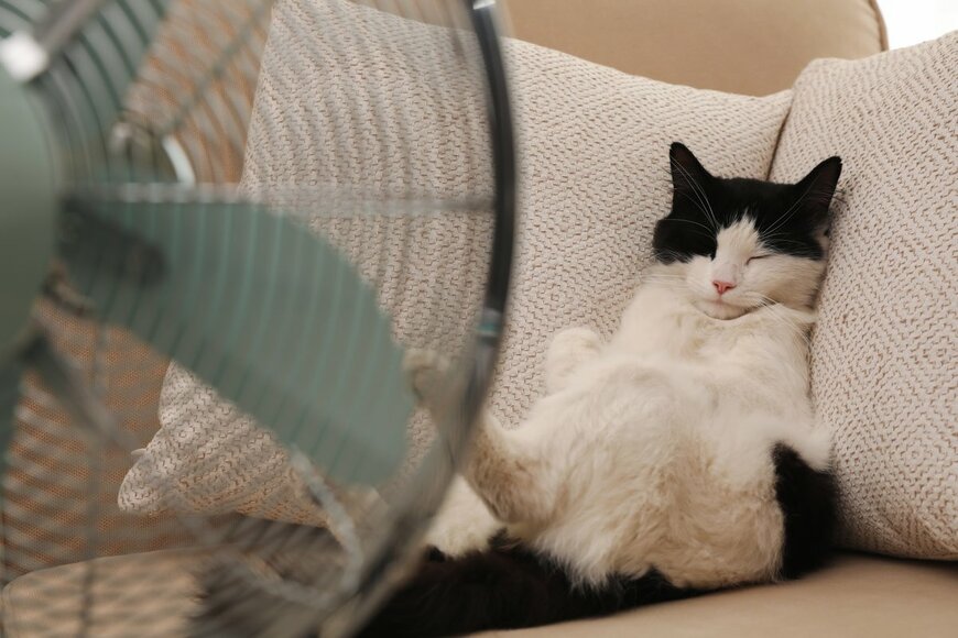 ペルシャ・エキゾチックショートヘアは熱中症の危険が！猫と快適に夏を過ごすために必要な電気代とは