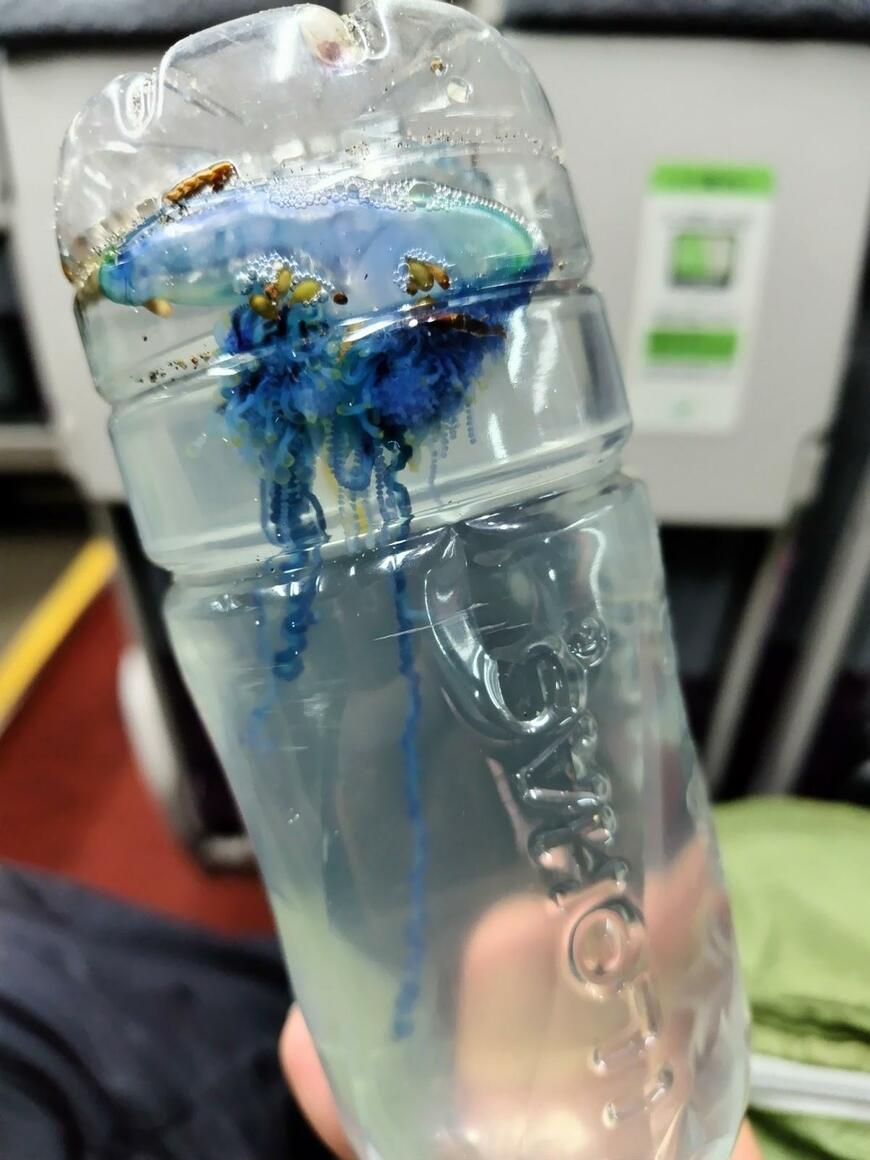 カツオノエボシ