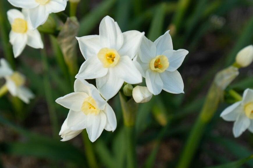 白い花を咲かせている、スイセン。花の中央はクリーム色