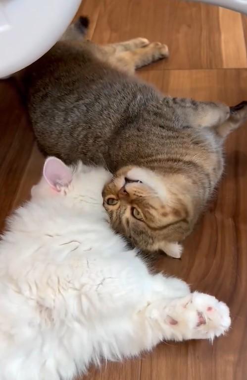 仲良くゴロゴロ