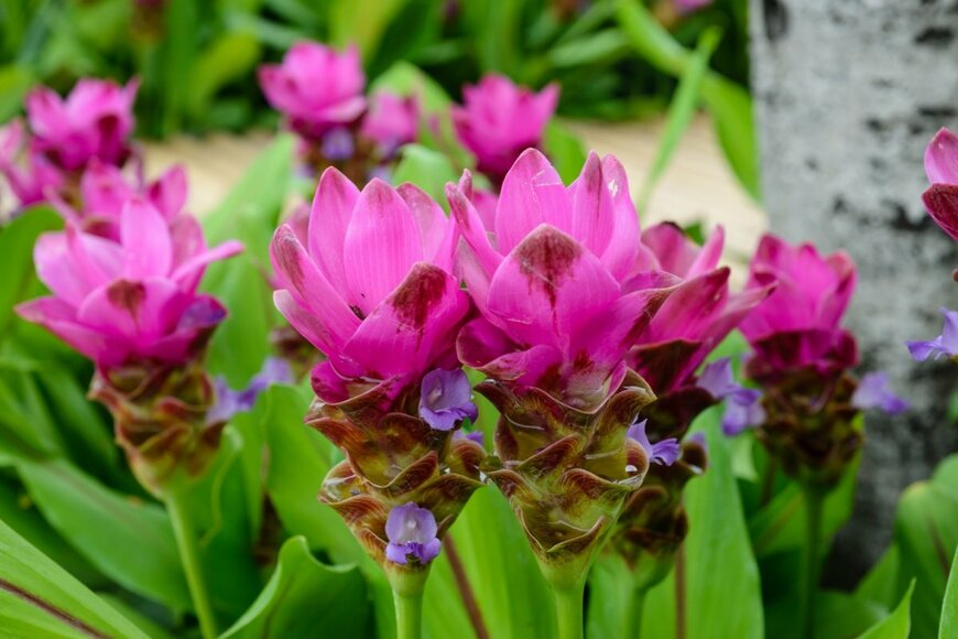 ピンク色の花を咲かせている、クルクマ 上キャプ：「クルクマ」