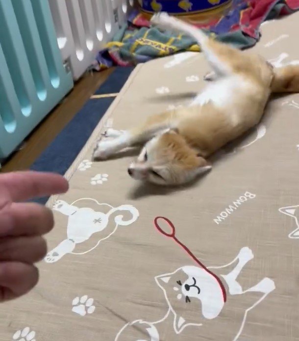 フェネック